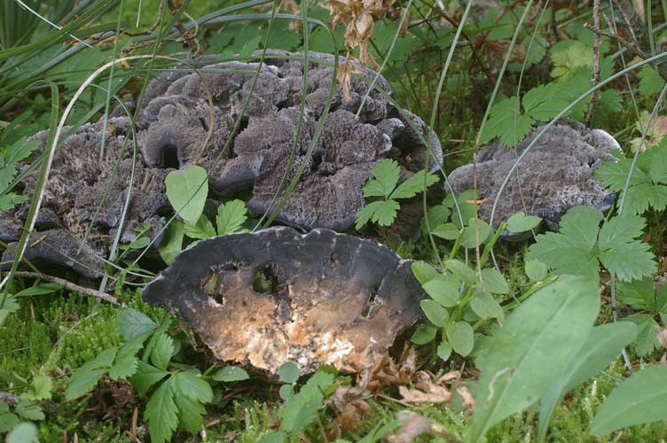 Hydnellum regium
